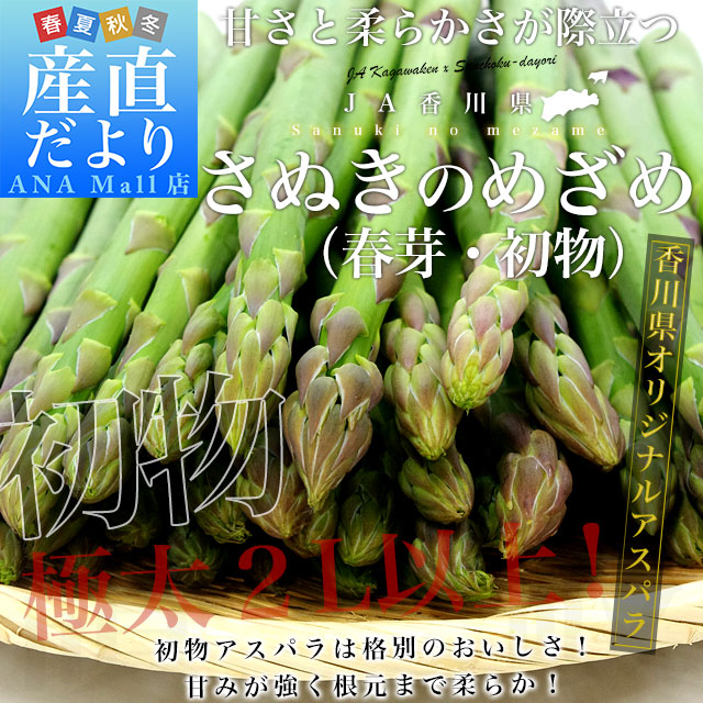香川県より産地直送 JA香川県 初物アスパラ さぬきのめざめ (春芽・初物) 2Lサイズ以上 約700g (14から25本前後) 送料無料(離島などの一部地域を除く) 丸亀市他 アスパラガス