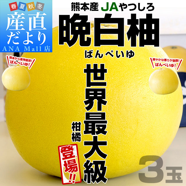 熊本産JAやつしろ 晩白柚 大玉 3玉入り 4キロから5キロ 送料無料 ばんぺいゆ 市場発送 柑橘 八代