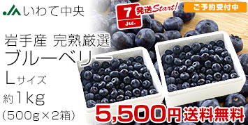 ƥ֥롼٥꡼L500g2Ȣ