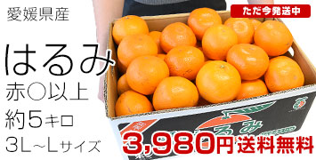 愛媛はるみ5kg