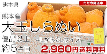 熊本しらぬい 大玉5キロ