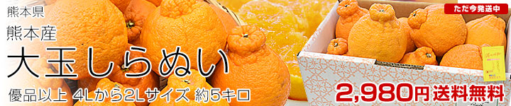 熊本しらぬい 大玉5キロ