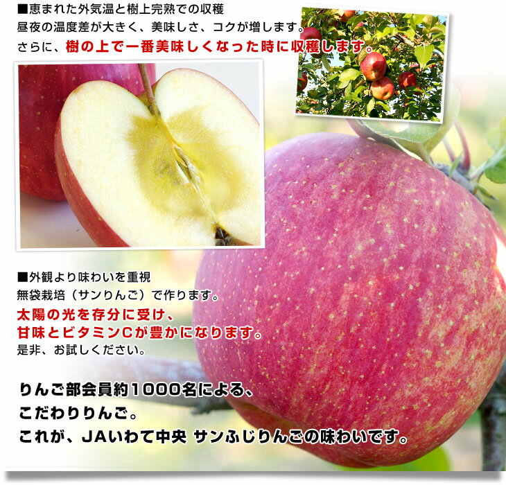 日本初の公式オンライン りんごりん　様専用 その他