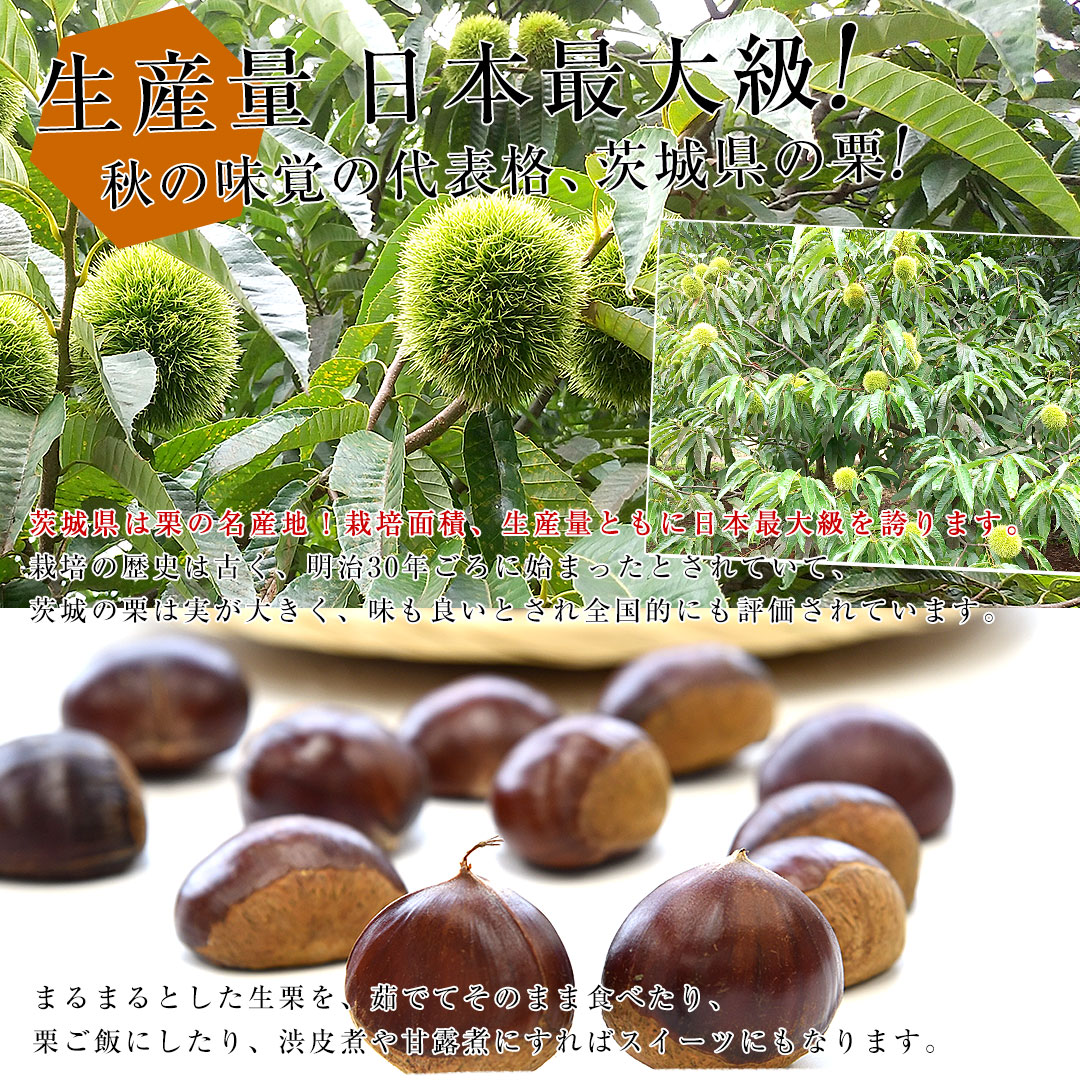 茨城県産 生栗 約2キロ 2Lサイズ 送料無料 大粒栗 和栗 くり