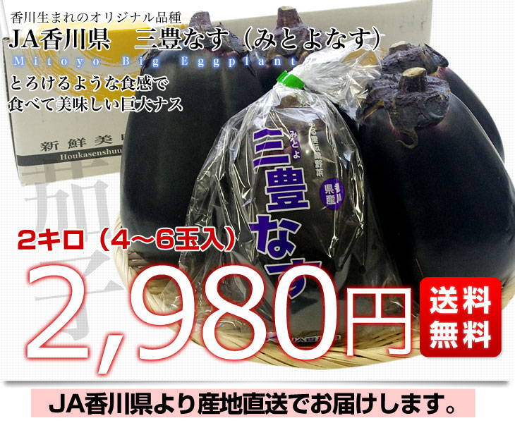 香川県から産地直送 JA香川県 巨大なナス「三豊なす」 約2キロ（4から6 