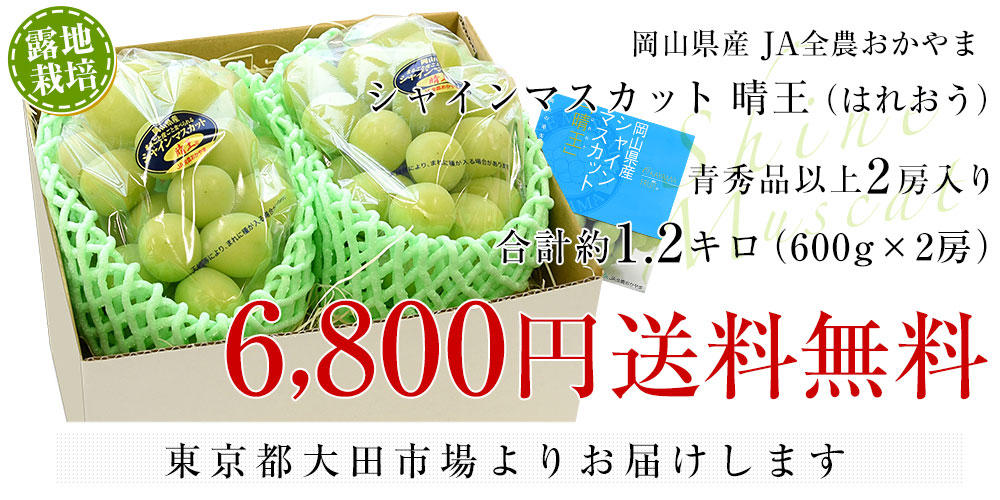 岡山県産 JA全農おかやま シャインマスカット 晴王 青秀以上 約1.2キロ(600g×2房) 葡萄 ぶどう ブドウ 送料無料 市場発送 クール便 |  市場発送商品 | | 産直だより