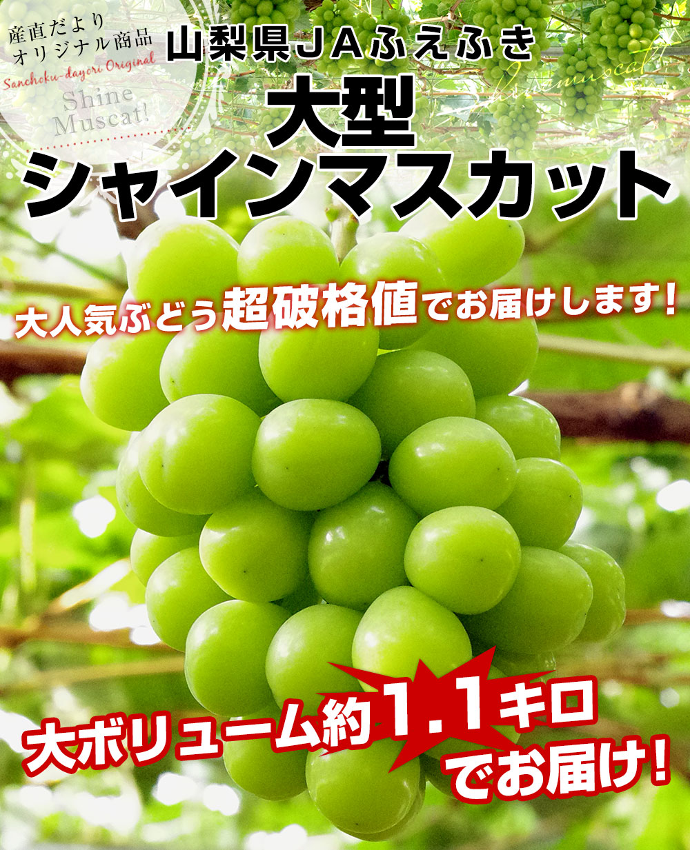 山梨県産 JAふえふき 大型シャインマスカット約1.1キロ（2房）送料無料