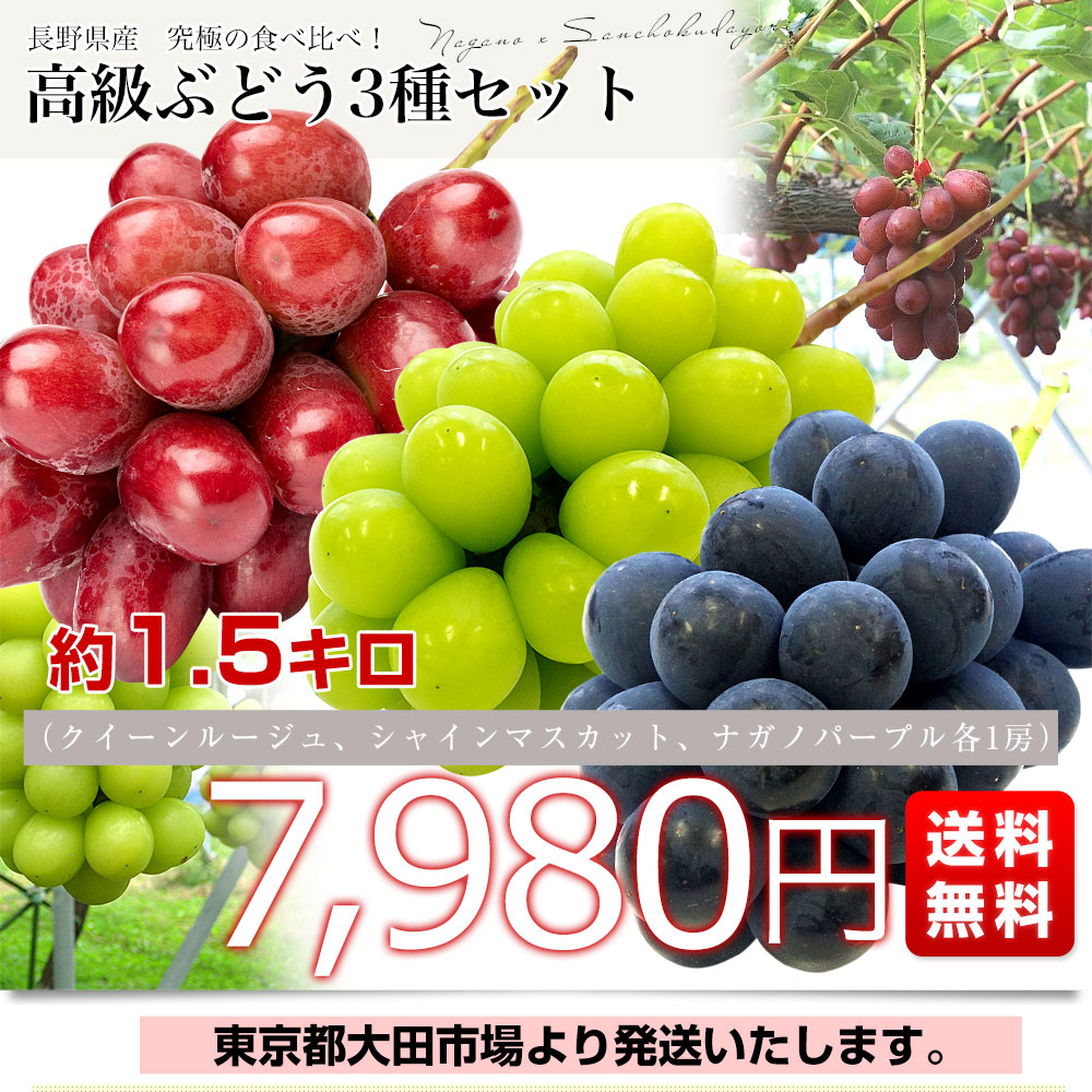 長野県産　究極の食べ比べ！ 高級ぶどう3種セット約1.5kg （クイーンルージュ、シャインマスカット、ナガノパープル各１房）送料無料 ぶどう  葡萄-産直だより