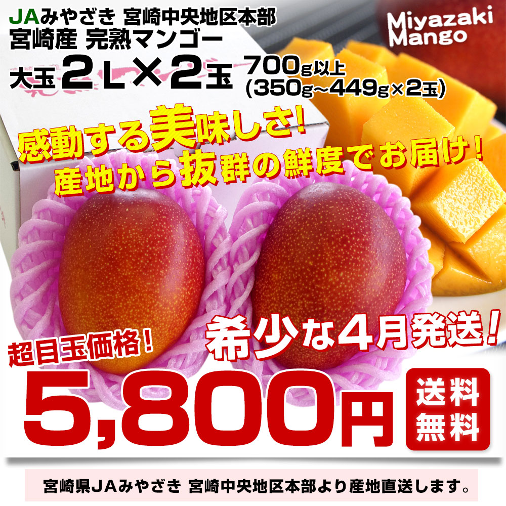 送料無料 訳あり 宮崎県産 宮崎マンゴー 約1.2kg 完熟 アップルマンゴー ご予約 マンゴー