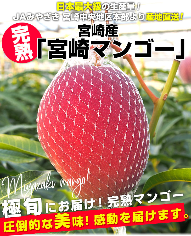 宮崎県産 完熟マンゴー 2k ばら チルド - 果物