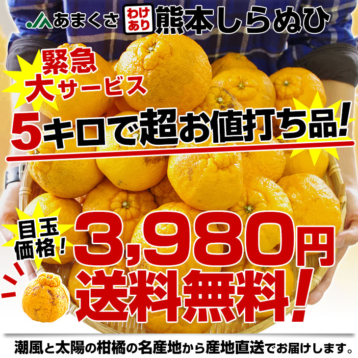 熊本県より産地直送 JAあまくさ 訳あり熊本しらぬひ 大小込 5キロ