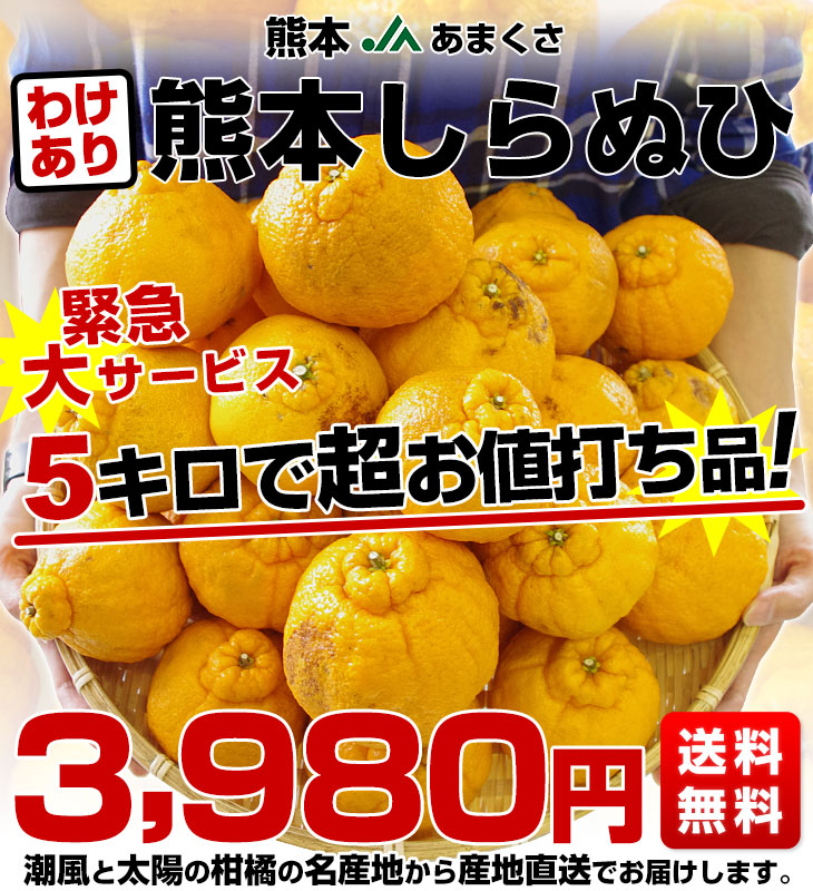 熊本県より産地直送 JAあまくさ 訳あり熊本しらぬひ 大小込 5キロ