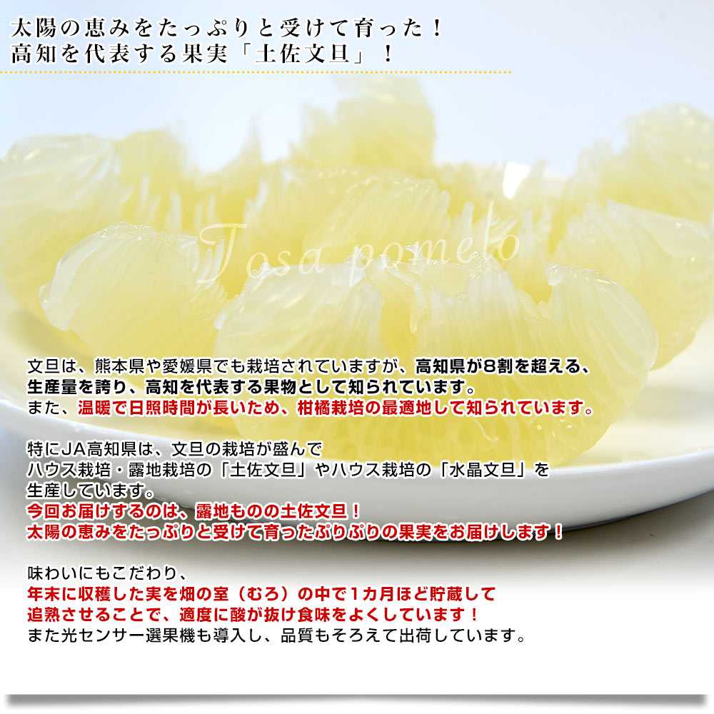 高知県産 JA高知県 土佐文旦 約10キロ 2Lサイズ（20玉から21玉）送料無料 柑橘 柑橘 ぶんたん 文旦 市場発送 | 市場発送商品 | |  産直だより