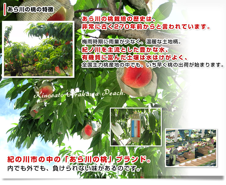和歌山県より産地直送 JA紀の里 あら川の桃 赤秀品 1.8キロ (6玉から8玉) 送料無料 桃 もも あらかわ　お中元　ギフト
