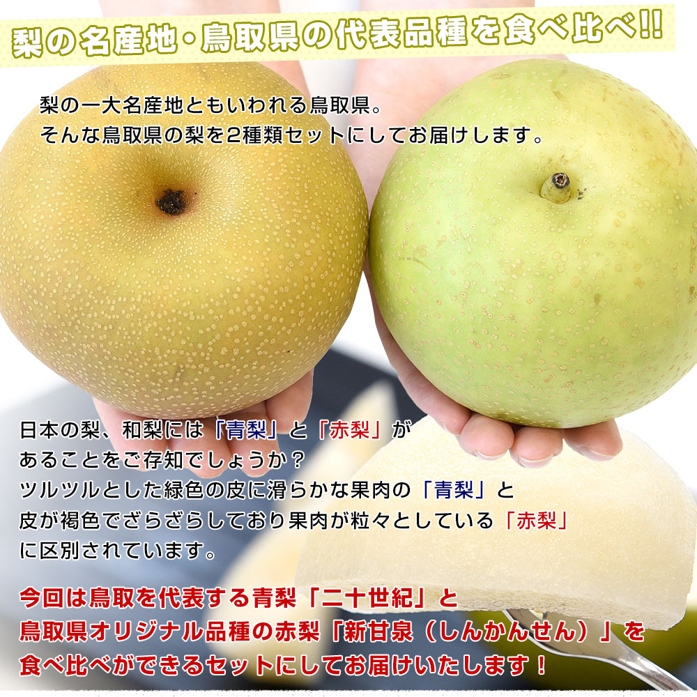 鳥取県産　梨食べ比べセット