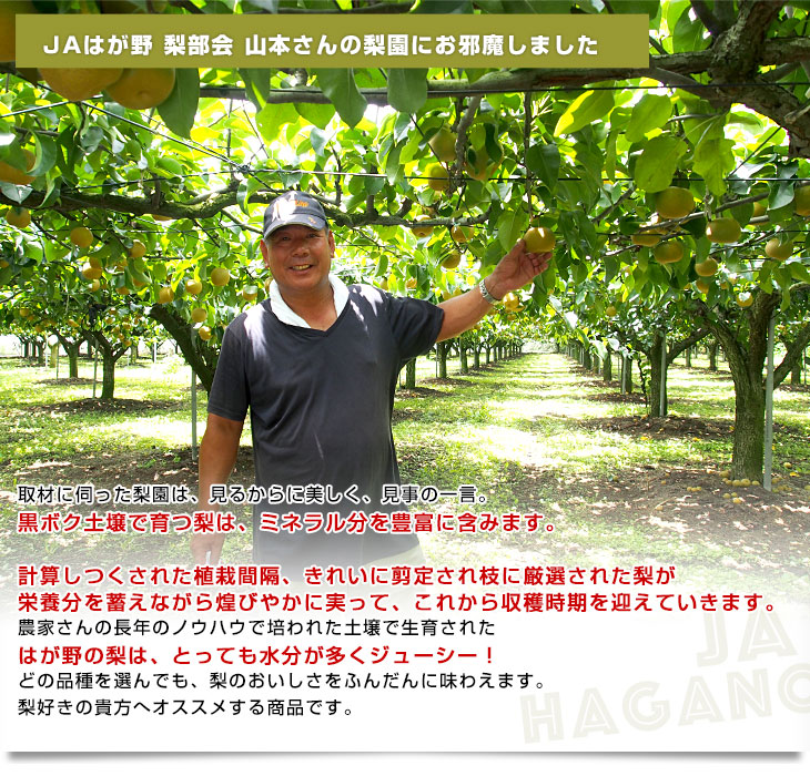 栃木県より産地直送 JAはが野 にっこり梨 大玉 5キロ (4玉から5玉)送料無料 優品以上 なし 梨 ナシ | 栃木県から産地直送,JAはが野 |  | 産直だより