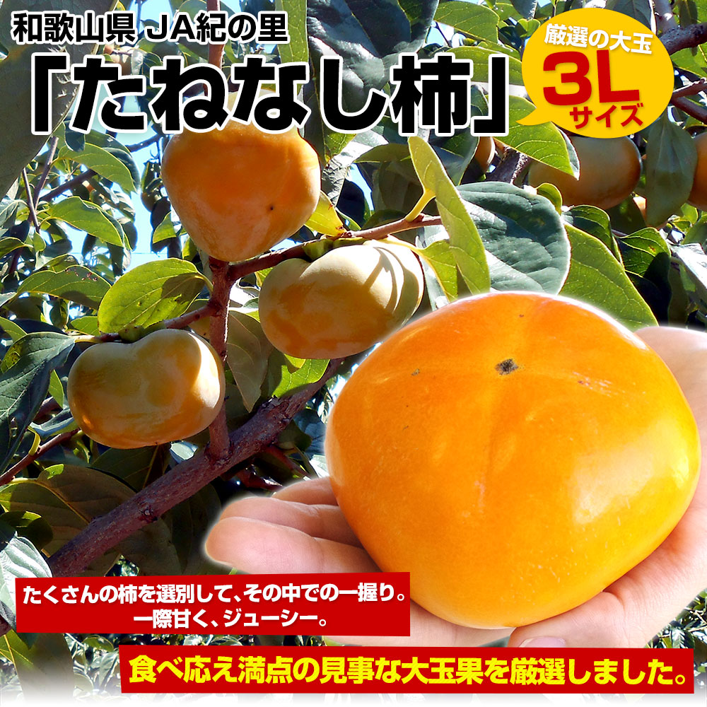 大玉の柿‼️和歌山県産　たねなし柿　3Lサイズ10玉