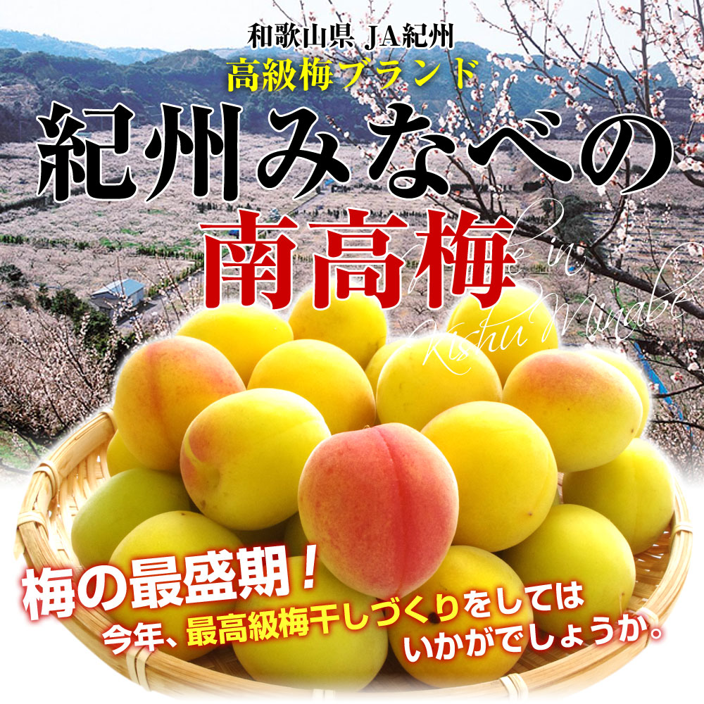 和歌山県産 JA紀州 みなべの南高梅 Lサイズ 5キロ 梅 梅干 梅干し 梅酒