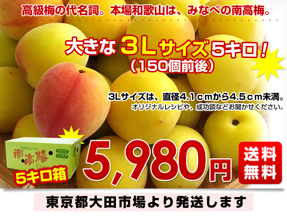 【6月25日収穫予定梅干し用追熟】当日発送紀州南高梅サイズＬ〜4L5キロ