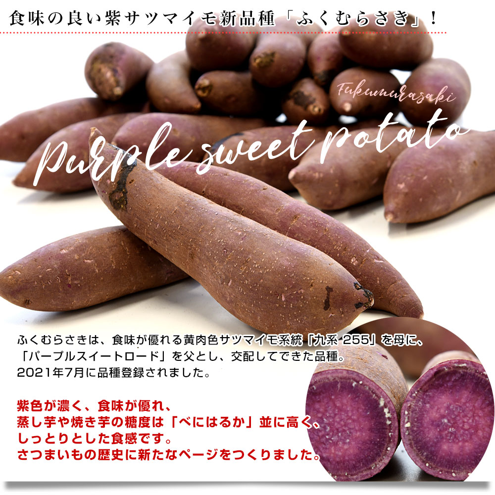 サツマイモ 茨城県産  紫芋 箱含む5キロ