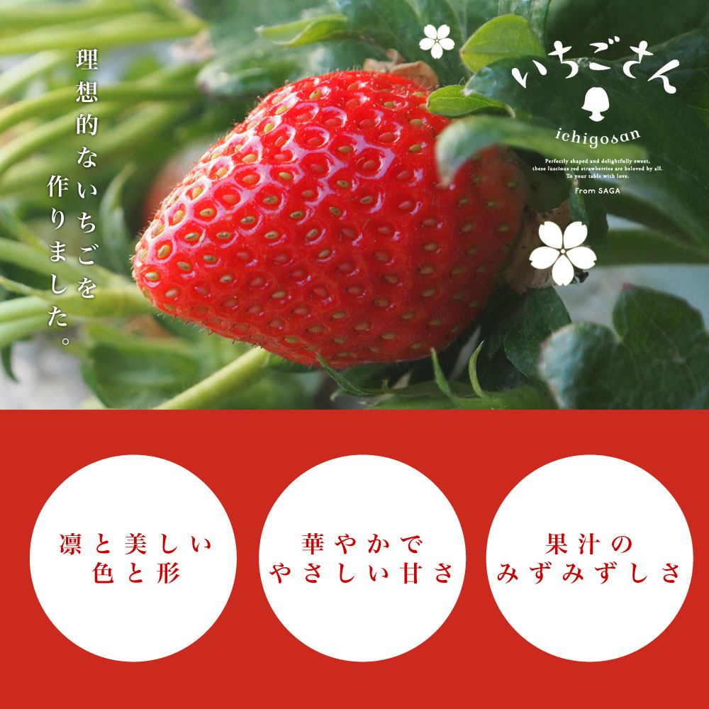 佐賀県より産地直送 JAからつ いちごさん DX 450g 15粒から18粒 苺専用 