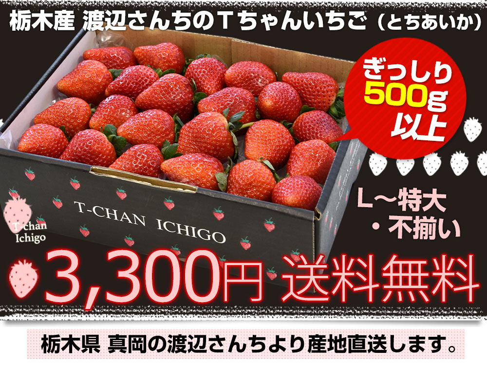 栃木県より産地直送 渡辺さんちのTちゃんいちご(とちあいか) 500g以上 