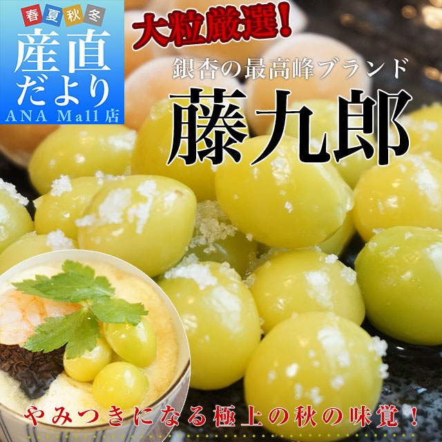 愛知県産 JAあいち 殻付き銀杏「藤九郎」 約500g（3Lから2L 110粒前後） 送料無料(離島などの一部地域を除く)　市場発送 ぎんなん ギンナン とうくろう