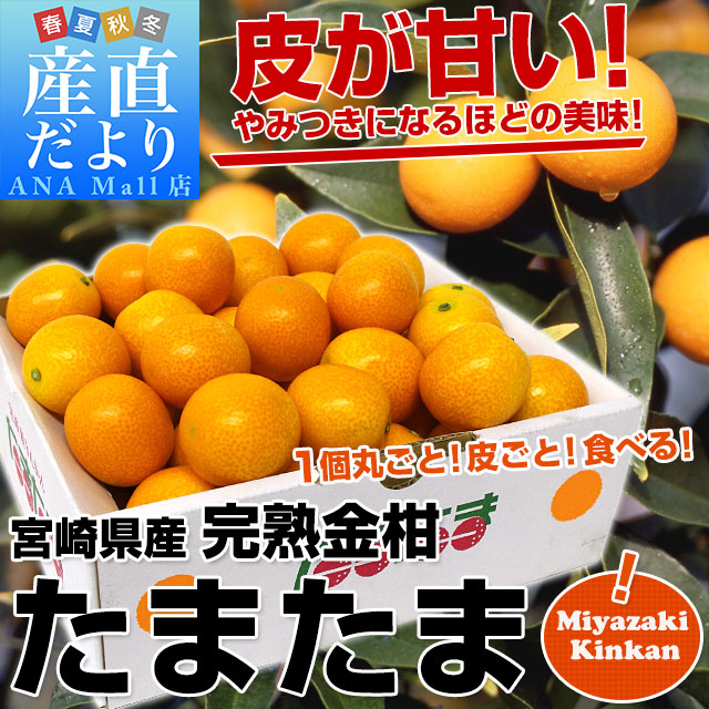 宮崎県から産地直送 JAみやざき宮崎中央地区本部 たまたま 2Lサイズ 1キロ (約40玉) 送料無料(離島などの一部地域を除く) きんかん 金柑 完熟きんかん