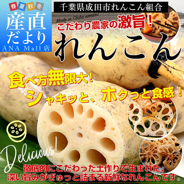 千葉県から産地直送 千葉県成田市れんこん組合「れんこん」 約2キロ MからSサイズ 送料無料 レンコン 蓮根 一本物 クール便 送料無料(離島などの一部地域を除く)