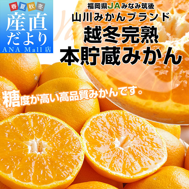 福岡県より産地直送 JAみなみ筑後 山川みかん 越冬完熟 本貯蔵みかん （青島温州） LからMサイズ 5キロ （40玉から50玉前後） 送料無料(離島などの一部地域を除く)