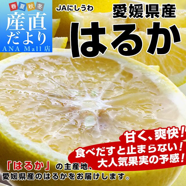 愛媛県 JAにしうわ はるか 2LからMサイズ 約2.5キロ (10玉から17玉前後) 送料無料(離島などの一部地域を除く) 柑橘 オレンジ ハルカ 西宇和