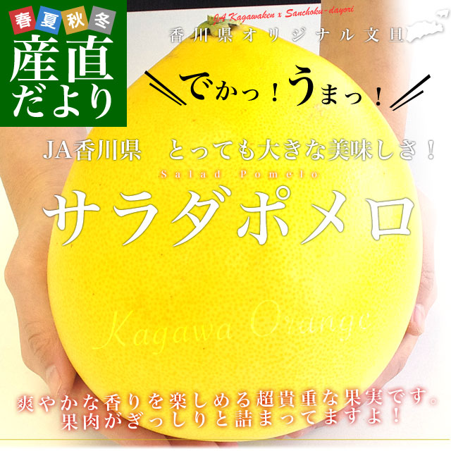香川県より産地直送 JA香川県 オリジナル文旦 サラダポメロ 1玉 約1.4