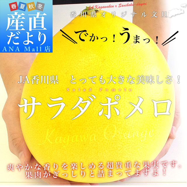 香川県より産地直送 JA香川県 オリジナル文旦 サラダポメロ 1玉 約1.4キロ 化粧箱入り ぽめろ 文旦 讃岐 さぬき　送料無料（離島など一部地域を除く）