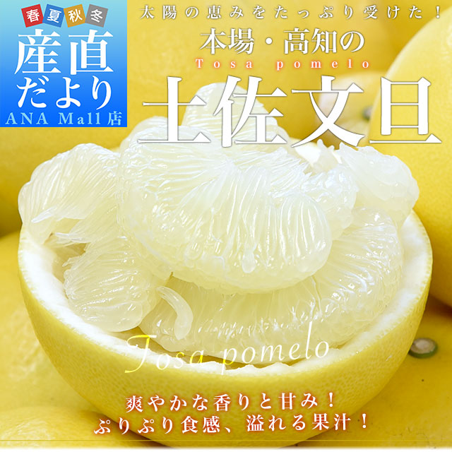 高知県産 JA高知県 土佐文旦 約10キロ 2Lサイズ（20玉から21玉）送料無料（離島など一部地域を除く）柑橘 ぶんたん 文旦