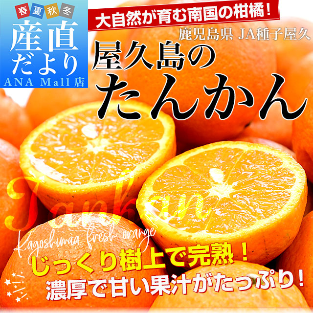 鹿児島県産 JA種子屋久 屋久島のたんかん 約2.8キロ MからSサイズ (22玉から28玉前後) 送料無料(離島などの一部地域を除く) 柑橘 オレンジ タンカン 市場発送