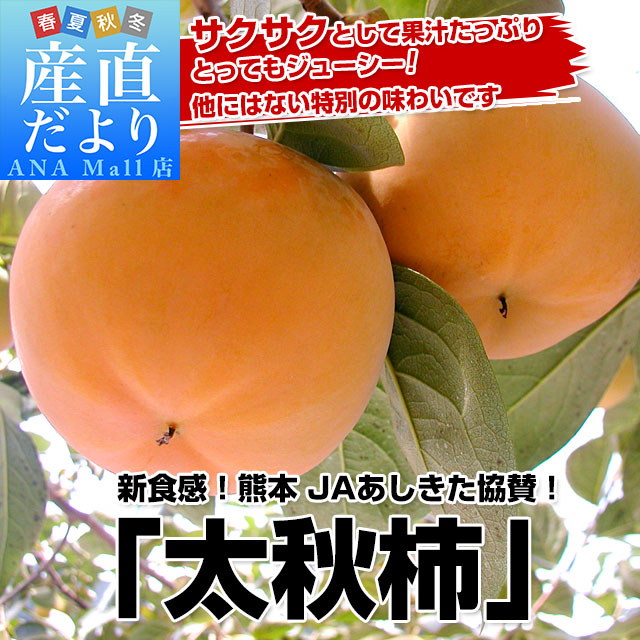 熊本県より産地直送 JAあしきた 太秋柿 2キロ(5玉から6玉) 送料無料 柿 かき