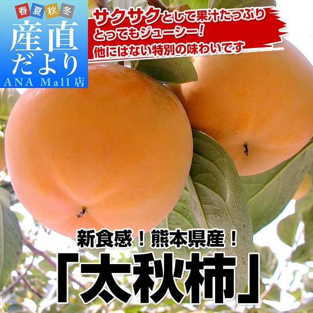 熊本県より産地直送 JAあしきた 太秋柿 3.5キロ(8玉から14玉) 送料無料 柿 かき