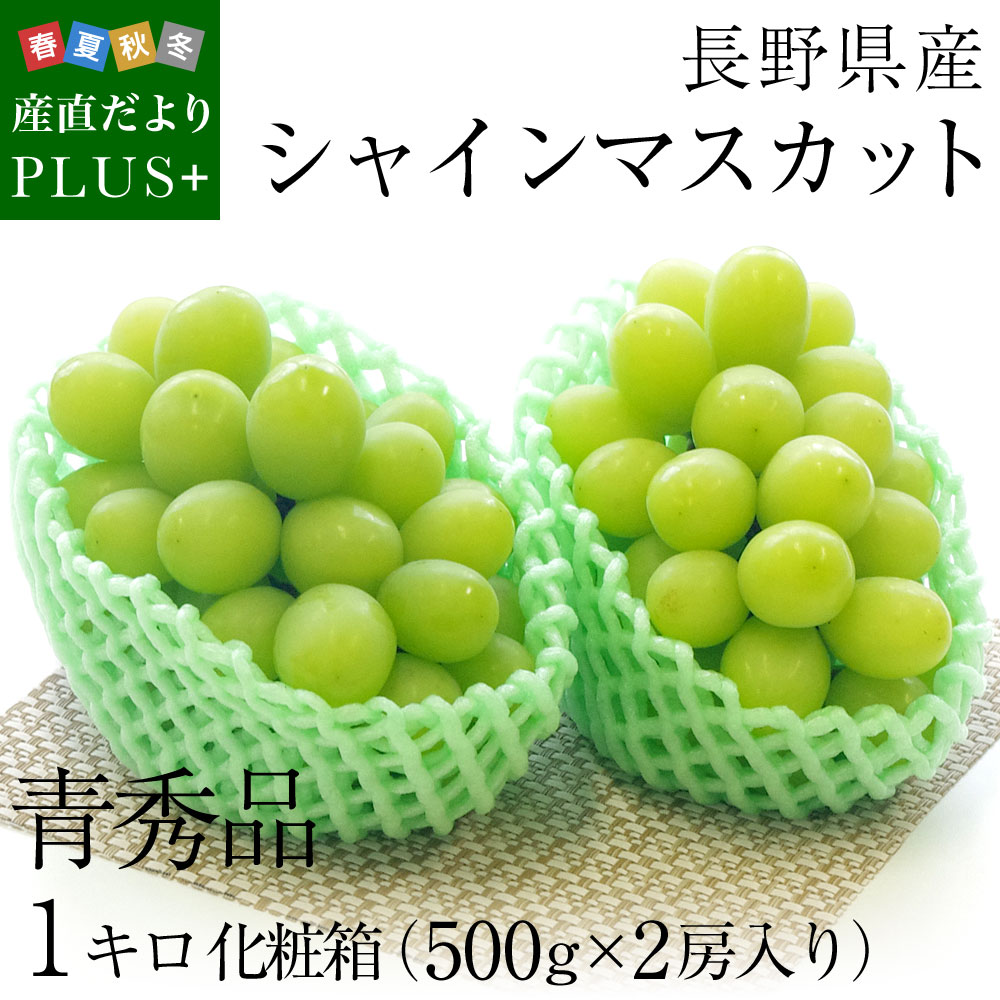 送料無料 長野県産 シャインマスカット 青秀品 500g×2房 化粧箱 ぶどう