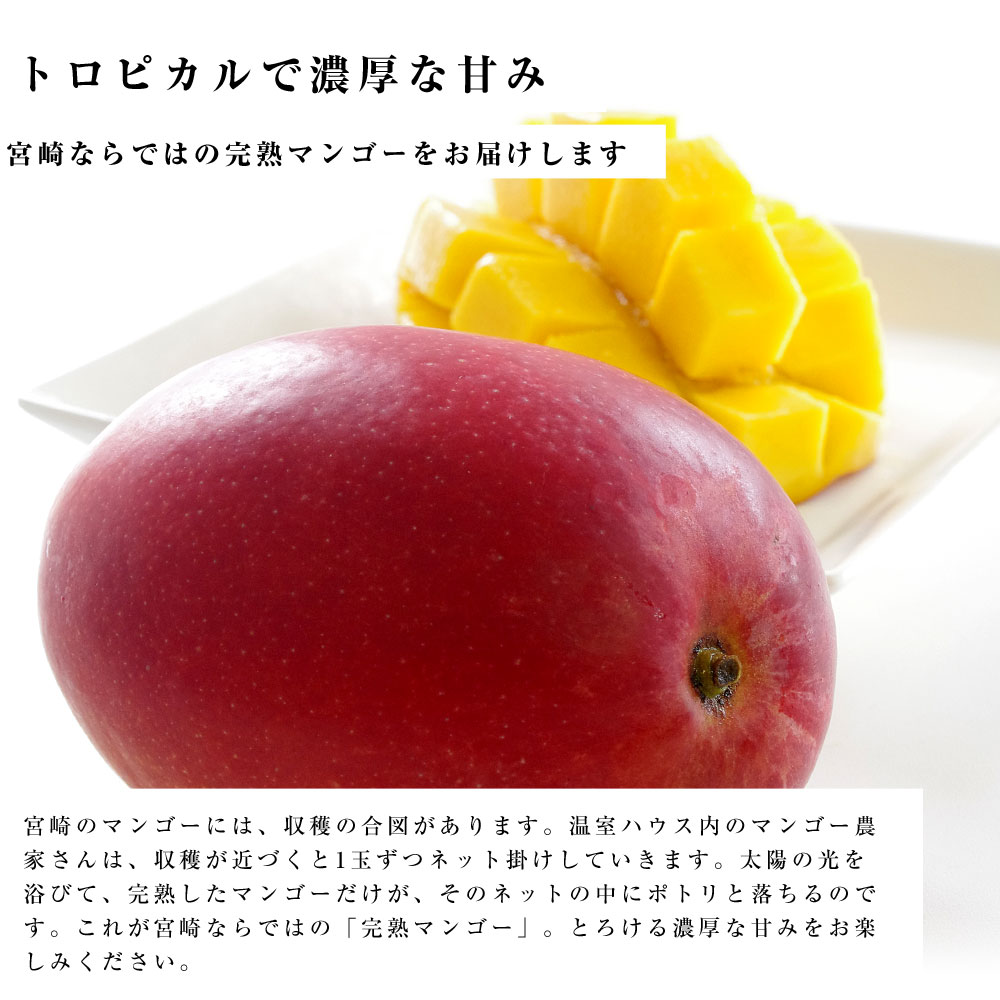 送料無料 宮崎県産 完熟マンゴー ３Lサイズ 460g以上×2玉 まんごー 夏