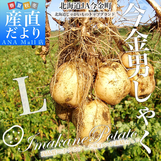 北海道産 JA今金町 じゃがいも 今金男爵 Lサイズ 約10キロ(65玉前後入り) 送料無料 馬鈴薯 ジャガイモ 芋 男爵芋 送料無料(離島などの一部地域を除く)