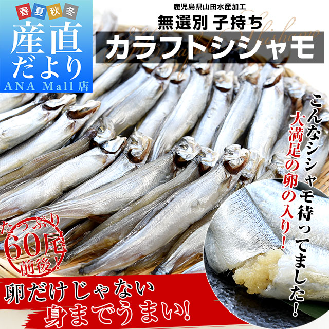 鹿児島県山田水産より発送 鹿児島県加工 サイズ無選別 子持ちカラフトシシャモ(アイスランド産)1キロ(60尾前後)※クール冷凍便 送料無料(離島などの一部地域を除く) ししゃも シーフード