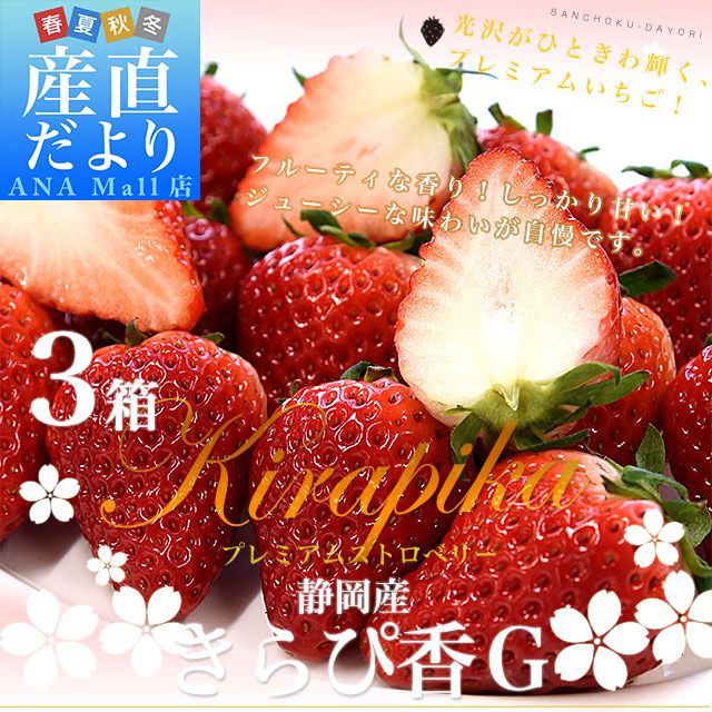 静岡県産 プレミアムいちご 超盛りきらぴ香 G たっぷり3箱 合計1.5キロ以上（約260g×6入り）計30粒から72粒入り 送料無料(離島などの一部地域を除く) 苺 イチゴ