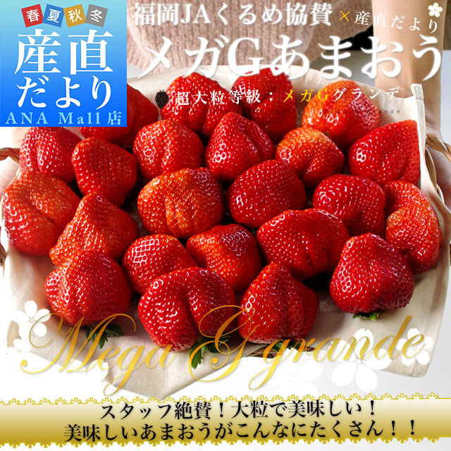 福岡県より産地直送 JAくるめ メガGあまおう 超大粒メガGグランデ 2箱セット 合計1080g (540g×2箱) 苺 いちご イチゴ 久留米 from九州 送料無料(離島などの一部地域を除く) ※クール便