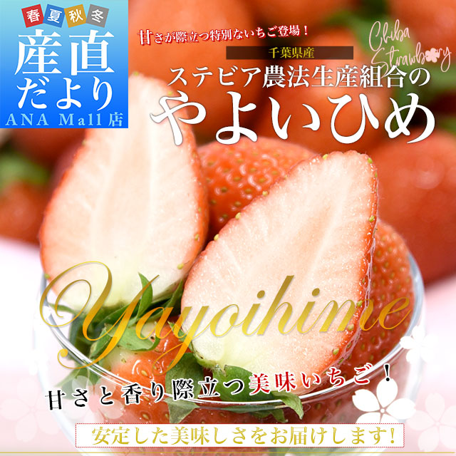 千葉県産 ステビア農法生産組合のやよいひめ A品から3L(A品・2A・L・2L・3L)1箱 約1キロ(260g×4パック) 送料無料(離島など一部地域を除く) いちご 苺 ステビア栽培 市場発送