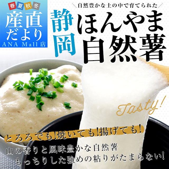 静岡県産 JA静岡市 本山自然薯 ほんやまじねんじょ 1本物 Mサイズ 1本入り 送料無料 山芋 やまいも とろろ 送料無料(離島などの一部地域を除く)